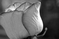 Flower Photo